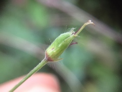 Geranium phaeum