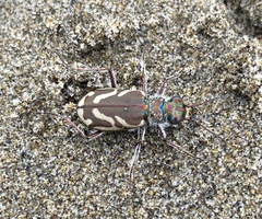 Cicindela bellissima