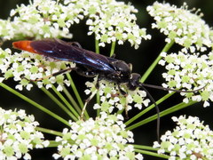 Protichneumon grandis