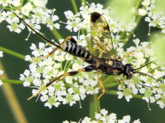 Spilopteron formosum