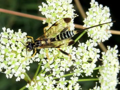 Spilopteron formosum