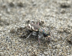 Cicindela bellissima