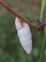 Brephulopsis