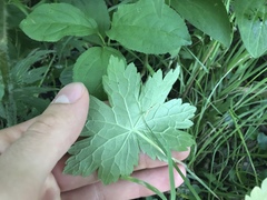 Geranium phaeum