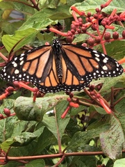 Danaus plexippus