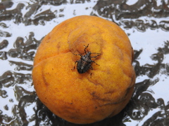 Brochymena quadripustulata