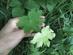 Geranium phaeum
