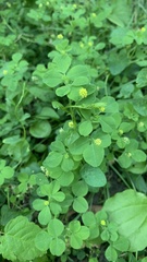 Medicago lupulina