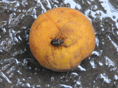 Brochymena quadripustulata