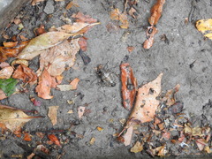 Brochymena quadripustulata