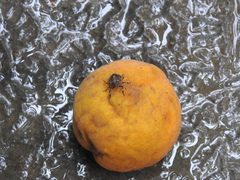 Brochymena quadripustulata