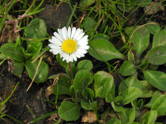 Bellis perennis