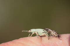 Compsus auricephalus