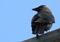 Corvus monedula