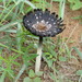 Star-capped Coprinus - Photo (c) Pete Siminski, some rights reserved (CC BY-NC), uploaded by Pete Siminski