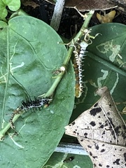 Heliconius charithonia