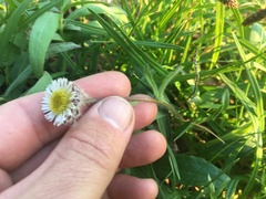 Erigeron humilis