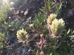 Castilleja hyperborea