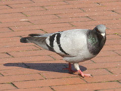 Columba livia domestica