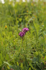 Anacamptis pyramidalis