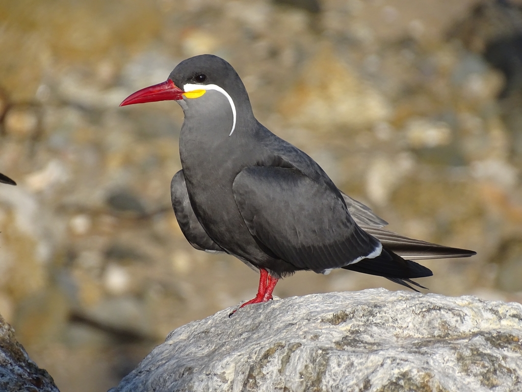 Inca Tern (Larosterna inca) photo