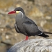 Inca Tern - Photo (c) Ernesto Octavio Guzman Tapia, some rights reserved (CC BY-NC), uploaded by Ernesto Octavio Guzman Tapia
