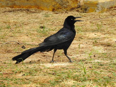 Quiscalus mexicanus