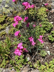 Dianthus capitatus