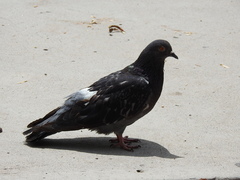 Columba livia