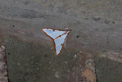 Cirrhochrista spinuella