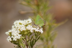 Cyanophrys longula