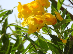 Tecoma stans