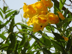Tecoma stans