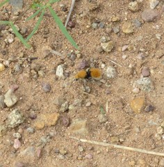 Dasymutilla eminentia