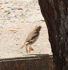 Passer domesticus