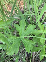 Anemonastrum canadense