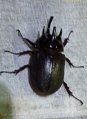 Heterogomphus mniszechi