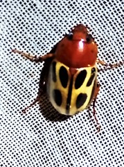 Cyclocephala erotylina