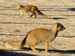Cynictis penicillata penicillata
