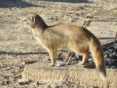 Cynictis penicillata penicillata