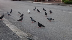 Columba livia domestica