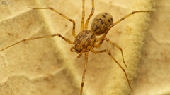 Scytodes schultzei