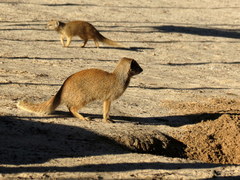 Cynictis penicillata penicillata