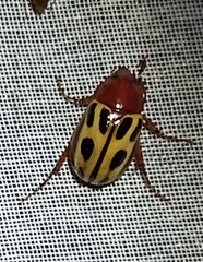 Cyclocephala erotylina