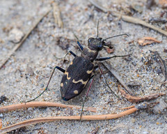 Cicindela sylvatica
