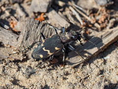 Cicindela sylvatica