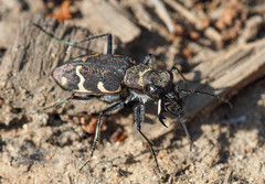 Cicindela sylvatica