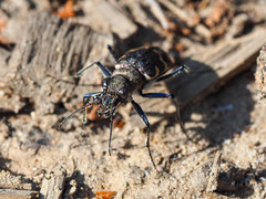 Cicindela sylvatica