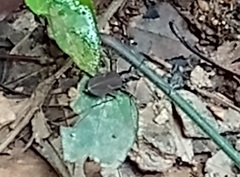 Cicindela vasseletii