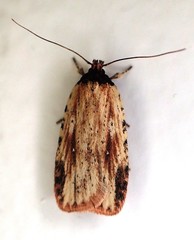 Agonopterix atrodorsella